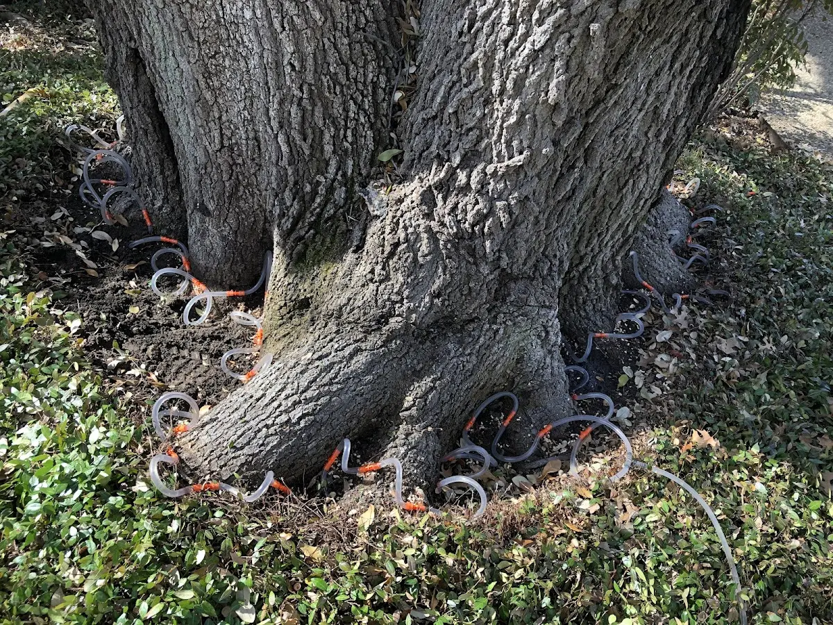 Detailed Shrub and Hedge Trimming job site in Holstein