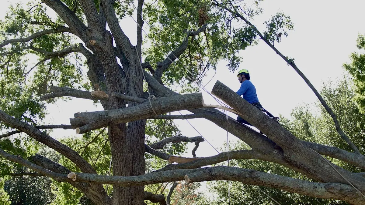 Professional Crown Thinning performed by certified arborists in Holstein
