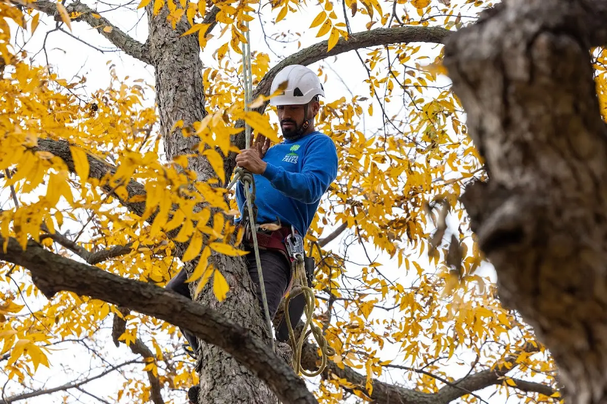 Skilled Tree Trimming crew working in Holstein